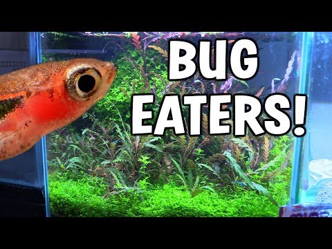 Adding *BUG EATING Fish* To Shrimp Aquarium
