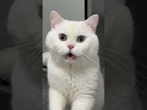 cats meowing meowing cats meowing loudly meowing kittens #funny #fyp #comedy #foryou #cute #cats