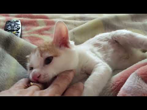 Simply Adorable Turkish Van Kitten Mitchu Cuddling & Snuggling time