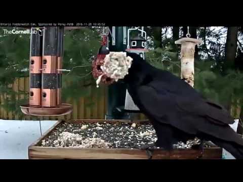 Raven Flies Off With Giant Ball Of Suet – Nov. 28, 2016