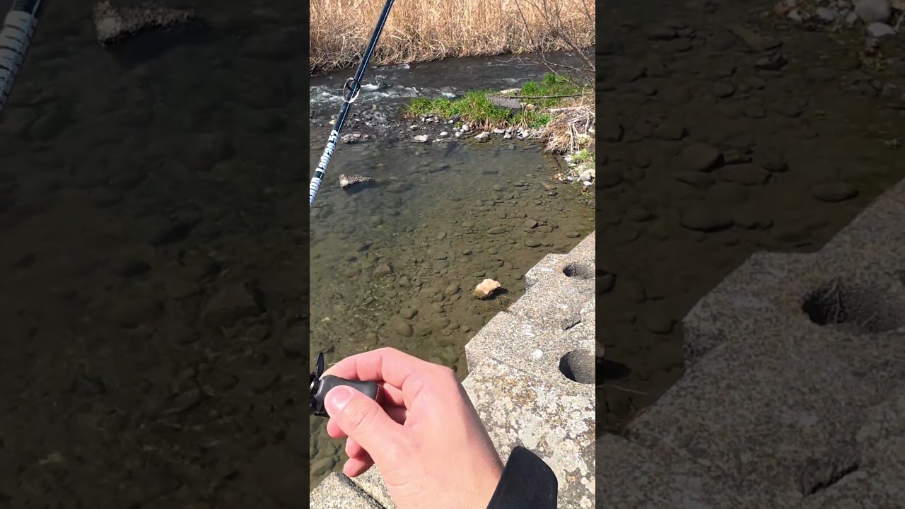 Japanese Catfish💥 #fishing #catfish