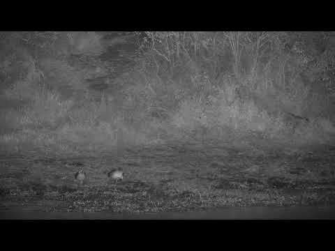 Djuma: Genet on the night prowl - 18:48 - 06/06/21