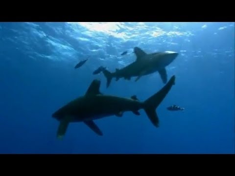 BBC Earth: Oceanic Whitetip Shark Attack | Planet Earth