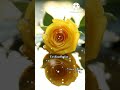 Thirudiya Idhayathai Paarvai Ondre Podhume H Raghavendra KS Chithra Video Lyrics Tamil Whatsapp
