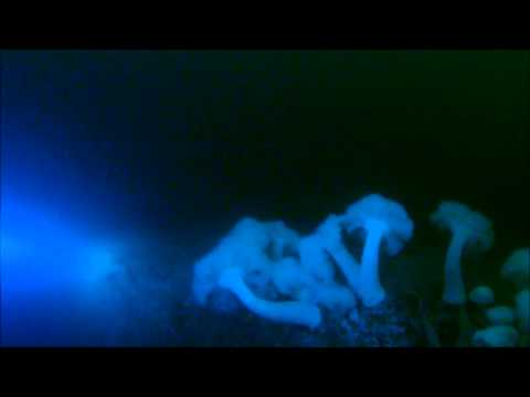Ocean Quest Dive Centre - Diving the HMCS MacKenzie and Wayne Rock