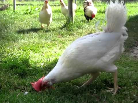 Ex-Batteriehühner mit Wyandotten Mai 2011