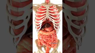 Download lagu beginilah cara kerja organ tubuh manusia mp3 Download lagu beginilah cara kerja organ tubuh manusia mp3