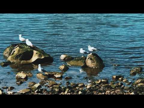 Beautiful Natures view video ||Heart touching Music 🎶 ❤️So peaceful