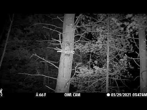 Barred Owl Nest Box 2021