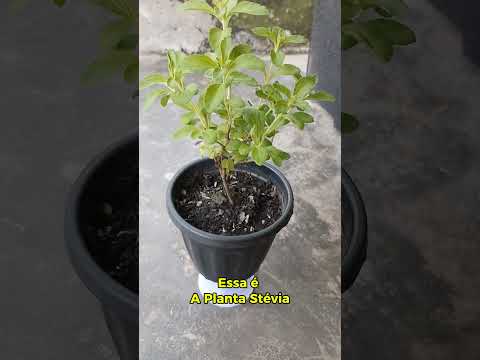🌿 A natureza também adoça: Stévia e Planta Doce | Carutapera-MA