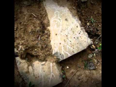 Aspiration a l`Absolu - Swampborn (Russian Post Black Metal )