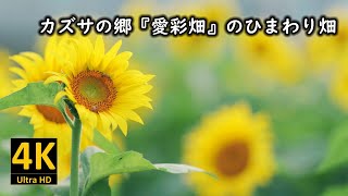 カズサの郷『愛彩畑』のひまわり畑 2023