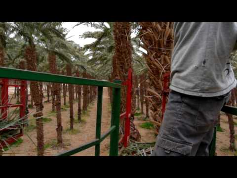 園芸 メコンナツメヤシ、ドワーフナツメヤシ