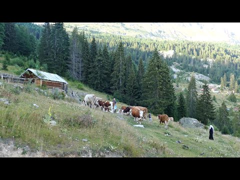 BJESHKA E PLEQES - Reportazh