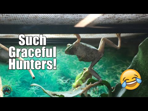 Frogs: The "Mighty and Graceful" Hunters! 😂