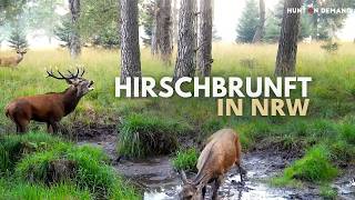 Rotwildbrunft in NRW 🦌🎶 Finde ich den alten Hirsch? – 10 Minuten Hunt on Demand Ausschnitt