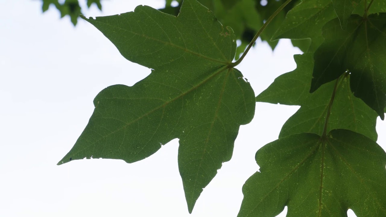 Acer miyabei - Miyabe Maple - YouTube
