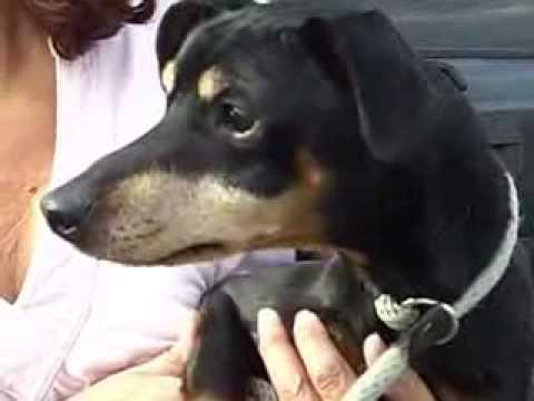 Benny-Placed, an adopted Miniature Pinscher in Canoga Park, CA_image-1