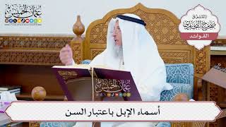 [640] أسماء الإبل باعتبار السن - عثمان الخميس
