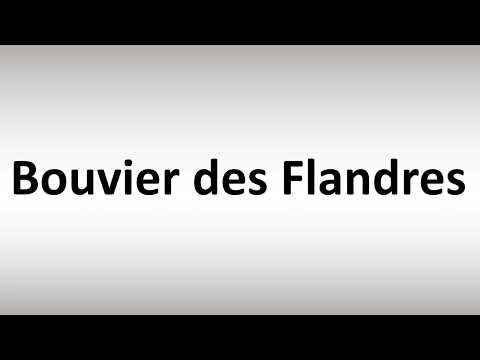 How to Pronounce Bouvier des Flandres