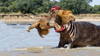 Hippo Is King Of The River and Lion Is King Of The Grasslands, What Happens If They Confront?