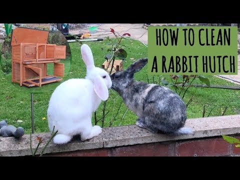 How i clean my outside Rabbit hutch
