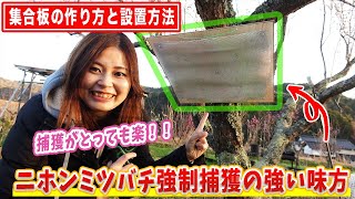 ニホンミツバチの捕獲が楽に！【集合板の作り方と設置方法】