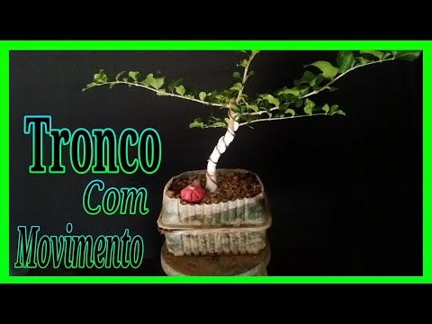 COMO DAR MOVIMENTO NO TRONCO DO BONSAI《Bonsai Jovem》