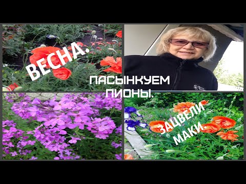 Красивое утро. Обрываю пасенки на пионах. Зацвели маки.