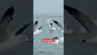 #SeaBirds#Guillemots# Shorts🕊️🕊️