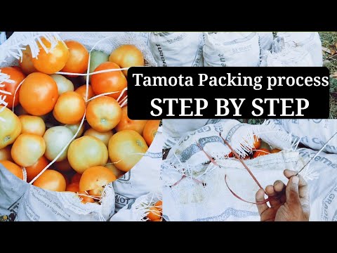 Tomato Packing Process in Farming | Step-by-Step Guide to Sorting & Packaging Tomatoes