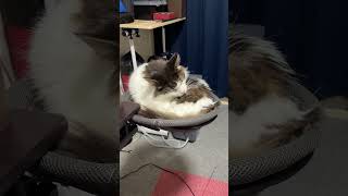 ハンモックで毛繕いする猫【ノル猫ミロシー】 #shorts