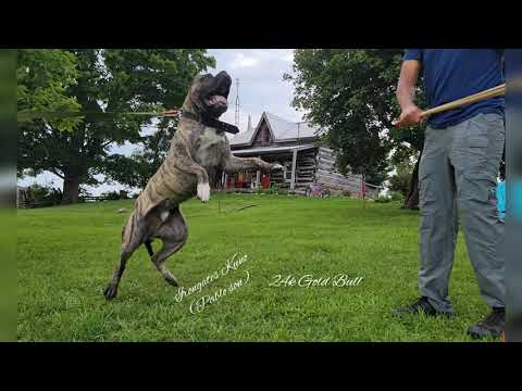 Protection & Obedience trained Presa Canario male available