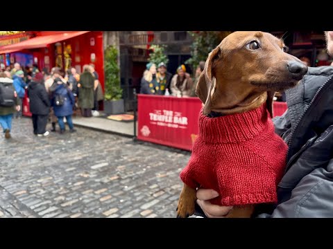 Mini dachshund discovers Dublin's delightful Christmas decor