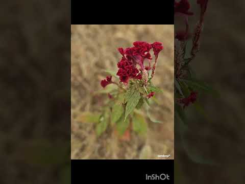 #PHOTOFLOWERSHOW #COCK'SCOMB #FICUS #AGLAOMENA #MARIGOLG #chrysanthemums