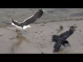 Cornwall Raven Vs Seagulls Food Fight UK Wildlife Great Black Backed Gull
