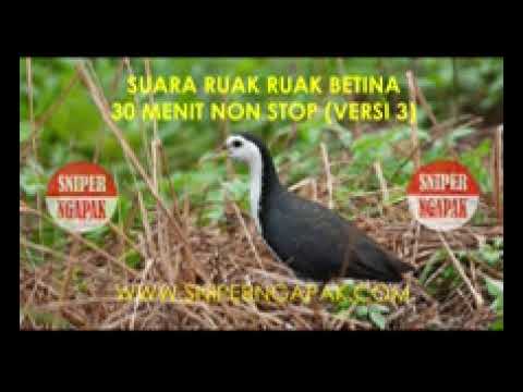 Ruak Ruak Novyj Trend Smotret Onlajn Na Sajte Trendovi Ru