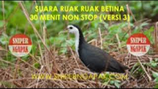 Suara Burung Ruak Ruak Betina Mp3 Berbagai Suara