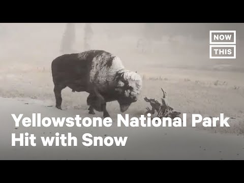 Yellowstone National Park Hit with Snow | NowThis