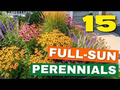 15 Full-Sun Perennial Flowers That BLOOM All Season Long Every Year!