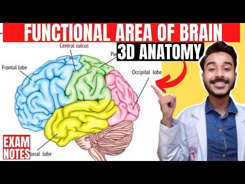 functional area of cerebrum anatomy 3d | anatomy of cerebral cortex functional area of brain