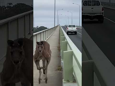 Huge Kangaroo Commutes to Work on Bridge!