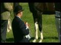 Royal Welsh Show