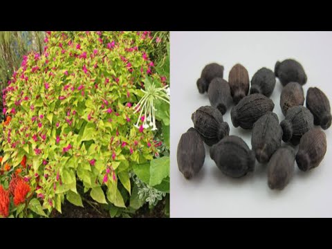 , title : 'How to grow mirabilis jalapa tree from seed #khairultreegardentips #mirabilis #treegarden #nursery'