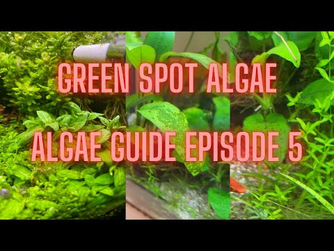 AQUARIUM ALGAE GUIDE Ep #5 Green Spot Algae - GSA
