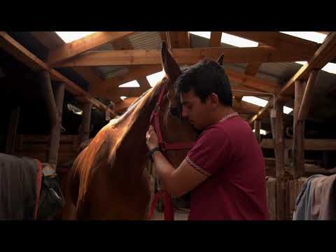 Cavalo Puro Sangue Inglês (PSI): História, Características e Legado da Raça