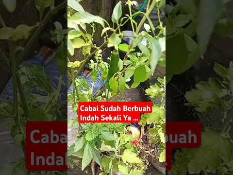 Cabai Sudah Berbuah Indah Sekali