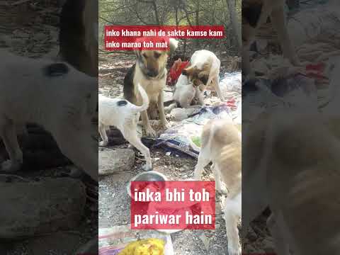 street dog 🔥🔥 #hashtags #youtube #shorts 🙏#help #street #dog
