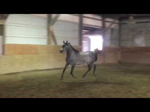 Grey Colt sired by ZT Marwteyn
