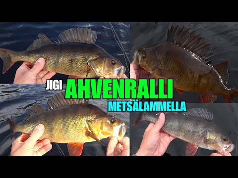 AHVENRALLI - Ahvenen Kalastusta Jigillä Metsälammella ( Rangerin Livekikkailut ja Keikkailut vol.9 )